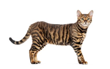 Oyuncak kedi dikiliyor ve kameradan uzağa bakıyor.