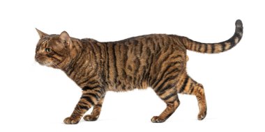 Toyger kedisi çizgili kuyruğuyla güvenle yürüyor.