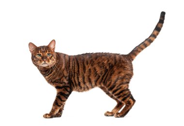 Tuhaf bir oyuncak kedi yürüyor ve beyaz bir arka planda ileriye bakıyor.