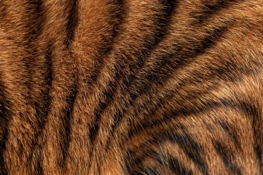 Siyah çizgilerin dokusunu ve desenini gösteren gerçek Toyger kedi kürküne yakın çekim