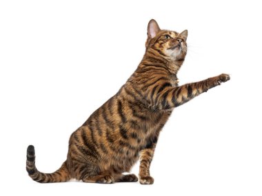 Oyuncak kedi beyaz arka plana bakarak patisini kaldırıyor.