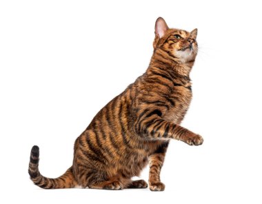 Oyuncak kedi profilde oturuyor, bir patisini kaldırıyor ve beyaz arka planla ilgileniyor.