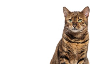 Oyuncak kedi oturuyor ve beyaz arka planda yeşil gözleri ile bakıyor.