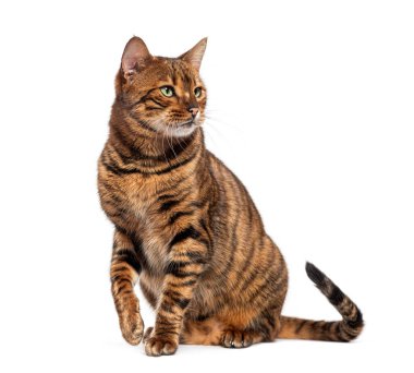 Oyuncak kedi oturur ve patilerini kaldırır, beyaz bir arka plana bakar.