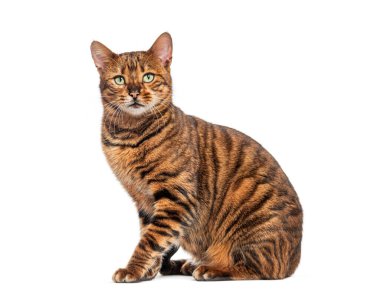 Beyaz arka planda oturan kahverengi çizgili kürklü oyuncak kedi.