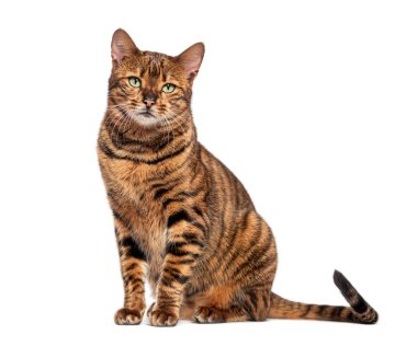 Oyuncak kedi oturuyor ve beyaz bir arka planda bekliyor.