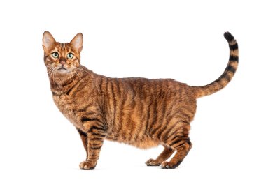 Kahverengi çizgili, uzun kuyruklu bir oyuncak kedi.