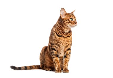 Oyuncak kedi beyaz bir arka planda oturuyor ve kameradan uzağa bakıyor.