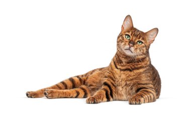 Oyuncak kedi beyaz bir arka plana uzanıyor ve etrafa bakıyor.