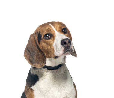 Siyah yakalı bir av köpeğinin saf beyaz bir arkaplana yakın plan çekimi.