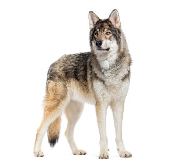 Kereste Çobanı bir tür kurt köpeği, başka tarafa bakıyor, beyaz üzerine izole edilmiş.