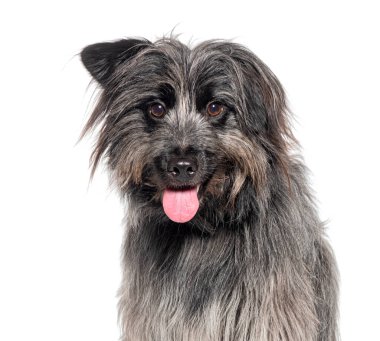 Soluk soluğa bir Pyrenean Shepherd 'ın kafasından vurularak, beyaz üzerine izole edilmiş.