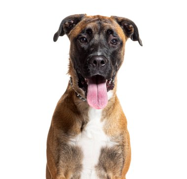 Kahverengi ve beyaz boksör melezler soluk soluğa kameraya bakıyorlar.