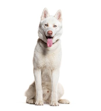 Siberian Husky sitting panting and looking at the camera, isolated on white clipart