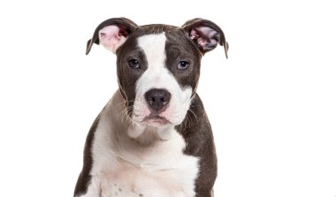 Sevimli, genç bir Amerikan personelinin beyaz arka planda poz veren teriyer köpek yavrusunun kafa fotoğrafı.