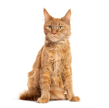 Genç Maine Rakunu oturuyor, kameraya bakıyor, beyaz üzerine izole edilmiş.