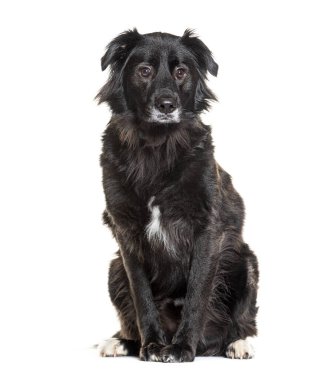 Siyah melez köpek oturuyor ve kameraya bakıyor, beyaz üzerine izole edilmiş.