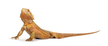 Sakallı Ejderha, Pogona vittisepsleri, yukarı bakıyor, beyaz üzerinde izole