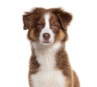 Dört aylık bir köpek yavrusunun portresi Avustralyalı çoban köpeği, kafasından vurulmuş, beyaz üzerinde izole edilmiş.