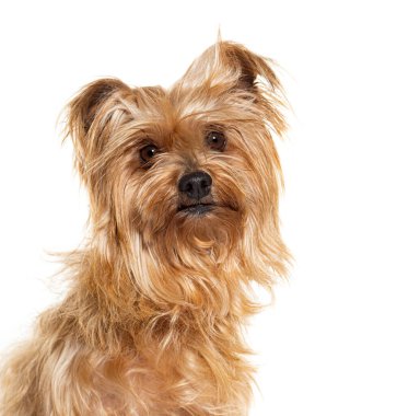 Uzun saçlı kahverengi köpek oturuyor ve kafasını hafifçe eğiyor.