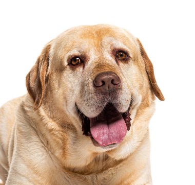 Yaşlı Labrador Retriever dili dışarıda ve mutlu görünüyor.