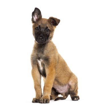 İki aylık Malinois yavrusu bir kulağını kaldırmış ve uzaklara bakıyor.
