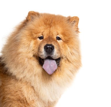 Kırmızı kaplamalı Chow Chow 'un Bleu dilini gösteren ve kameraya bakan görüntüsü, izole edilmiş.