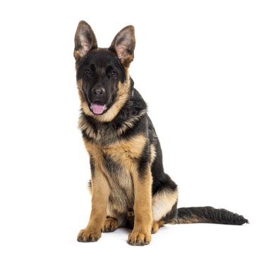 Genç Alman çoban köpeği oturuyor, kameraya bakıyor ve soluk soluğa soluğa kalıyor, bembeyaz.