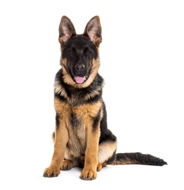 Genç Alman çoban köpeği oturuyor, kameraya bakıyor ve soluk soluğa soluğa kalıyor, bembeyaz.