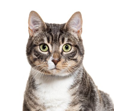 Beyaz arka planda tuhaf bir ifadeye sahip Avrupalı kısa hava kedisi