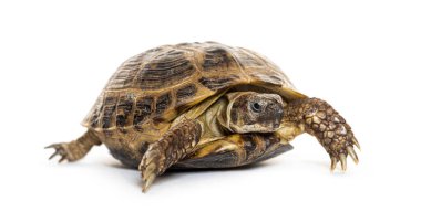 Beyaz arka planda yürüyen Rus kaplumbağası, testudo horsfieldii kaplumbağa