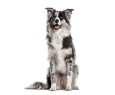 Dikkatli sınır köpeği oturuyor, başka tarafa bakıyor, beyaz üzerine izole edilmiş.