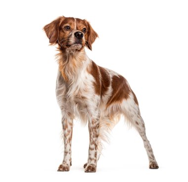 Beyaz bir arka planda duran meraklı Brittany köpeği yukarı bakıyor.