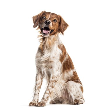 Mutlu Britanya spanyel köpekleri soluk soluğa ve beyaz arka planda oturuyor.