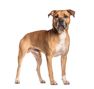 Güçlü Amerikan personeli Terrier beyaz bir arka planda kameradan kafasını çeviriyor.