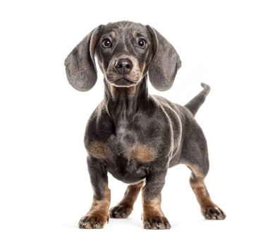 4 aylık mavi ve kahverengi dachshund köpeği beyaz bir arka planda duruyor ve meraklı görünüyor.