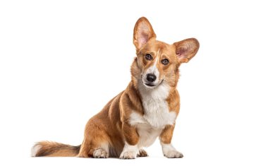 Galli Corgi Cardigan kameraya bakıyor, beyaz üzerine izole edilmiş.