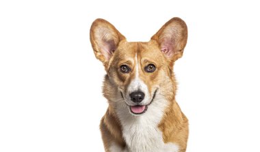 Soluk soluğa kalan Galli Corgi Cardigan kameraya bakıyor.