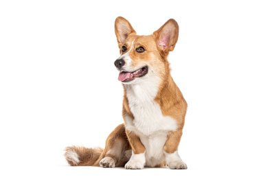Galli Corgi Cardigan, oturuyor, başka tarafa bakıyor ve soluk soluğa, beyaz üzerinde izole