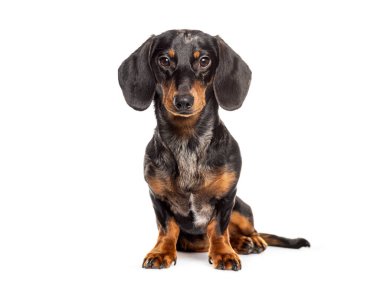 Oturan dachshund kameraya bakıyor, bembeyaz.