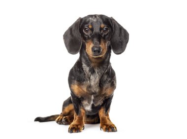 Oturan dachshund kameraya bakıyor, bembeyaz.