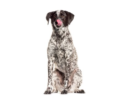 Tatlı siyah beyaz köpek, dili dışarıda oturup burnunu yalıyor.