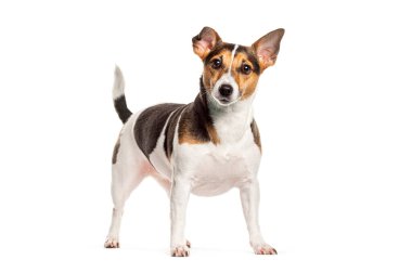 Jack Russell Terrier beyaz arka planda duruyor ve özenli görünüyor.