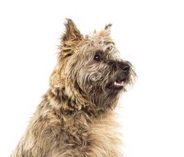 Bir Cairn Terrier köpeğinin profili soluk soluğa ve uzaklara bakıyor, beyaz üzerinde izole edilmiş.