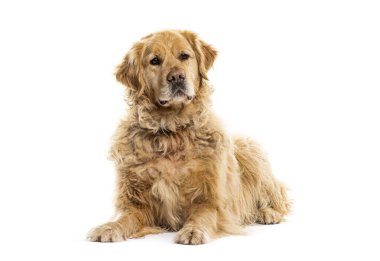 Full body of Old senior Golden retriever dog graying lying down and looking away, isolated on white clipart