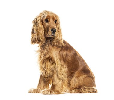 İngiliz cocker spaniel dog beyaz arka planda oturuyor ve başka tarafa bakıyor