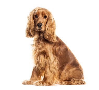 İngiliz cocker spaniel dog oturuyor ve beyaz arka planda kameraya bakıyor