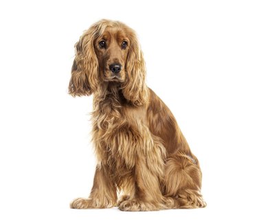 İngiliz cocker spaniel dog beyaz arka planda oturuyor ve başka tarafa bakıyor