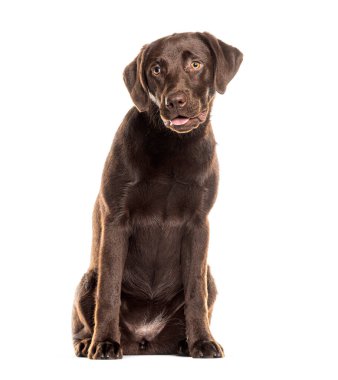 Çikolata labrador Retriever beyaz arka planda oturuyor ve çaldıktan sonra nefes nefese