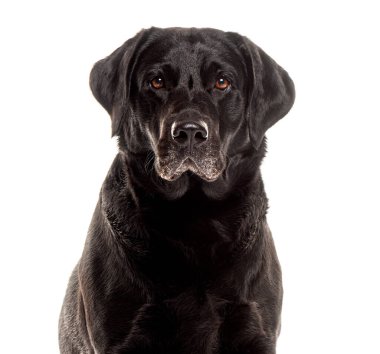Eski bir kıdemli, gri labrador av köpeğinin portresi. Kameraya bakıyor, beyaz üzerine izole edilmiş.